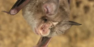 Imagem meramente ilustrativa 