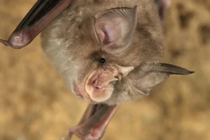 Imagem meramente ilustrativa 