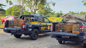 Operação resgata 70 aves e apreende 60 m³ madeira ilegal no Maranhão