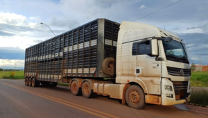 PRF apreende 65 bois sendo transportados irregularmente