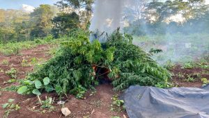 Operação destrói 12 mil pés de maconha no interior do Maranhão