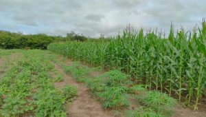 Roça Sustentável aumenta produtividade da agricultura familiar no Maranhão
