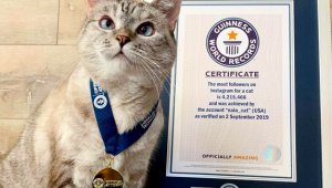 Ricaça: gata famosa nas redes sociais quebrou recorde e possui patrimônio de R$ 520 milhões