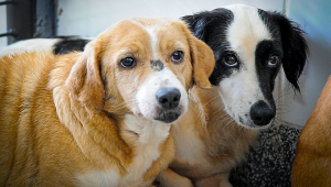 Governo proíbe uso de animais em pesquisas com cosméticos