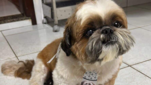 Fonte: familia do animal