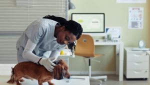 Clínica pet em São Luís contrata médico veterinário clínico geral