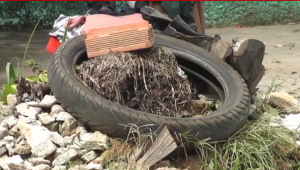 Chuvas impulsionam aumento de dengue no Maranhão