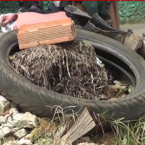 Chuvas impulsionam aumento de dengue no Maranhão