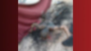 Homem é executado com 40 tiros e tem corpo queimado em Anapurus
