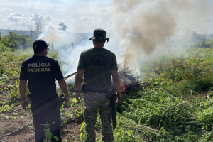 Operação destrói 70 mil pés de maconha no Maranhão