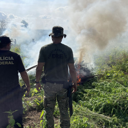 Operação destrói 70 mil pés de maconha no Maranhão