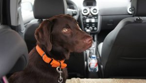 Empresa especializada em pets contrata Motorista para táxi Pet