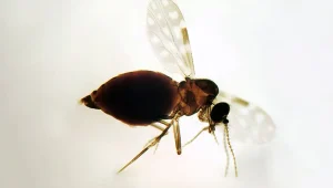 Pesquisadores alertam sobre a expansão da febre oropouche no Brasil