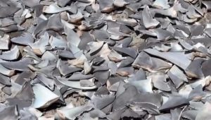 Caxias e Aldeias Altas são alvos de operação contra tráfico de drogas e armas