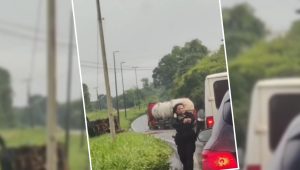 Carro-forte é atacado por abelhas em São Luís