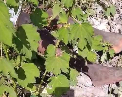 Corpo de homem que importunou sexualmente vendedora é encontrado no Jardim Tropical