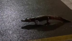 Jacaré é visto na avenida Litorânea