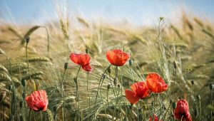 My Journey Through Life: A Personal Blog