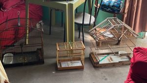 Homem é indiciado por crime ambiental em São Luís