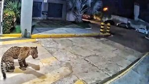 Vídeo: onça-pintada é flagrada andando em frente a um condomínio de Imperatriz