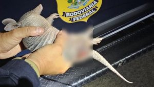 Tatu-bola de espécie rara é resgatado ferido na BR-316, em Caxias