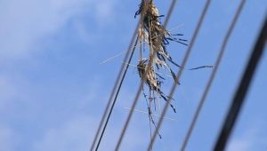 Mais de 4 mil quedas de energia no Maranhão em 2025 foram causadas por objetos na rede elétrica