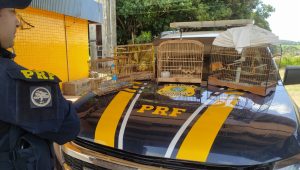 Quatro aves silvestres são resgatadas após serem encontradas em gaiolas