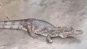 Foto: reprodução/Rede sociais 