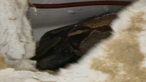 Vídeo: jiboia é encontrada em forro de residência no bairro João de Deus