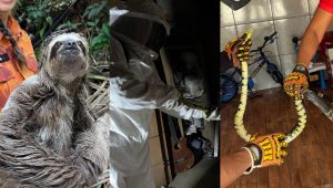 Mais de 1.800 animais são resgatados pelo Corpo de Bombeiros do Maranhão