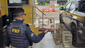Foto: Reprodução/PRF