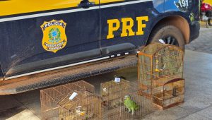 Três aves silvestres são resgatadas de cativeiros pela PRF em Açailândia e Cidelândia