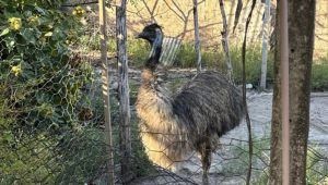 Polícia Ambiental resgata animais silvestres em cativeiro ilegal na Raposa