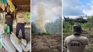 Mais de 65 mil pés de maconha são destruídos pela Polícia Federal no Maranhão
