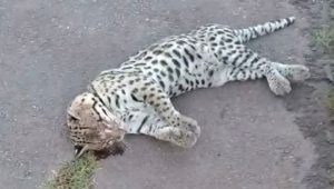 Vídeo: onça é encontrada morta nas proximidades do Ferry Boat, em São Luís