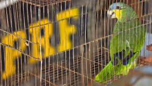 Foto: divulgação PRF