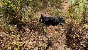 Foto: divulgação/PCMA