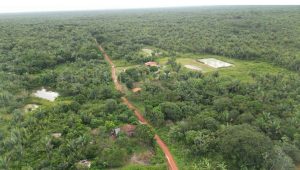 Babaçual do Quilombo Boa Vista, Rosário-MA Foto: reprodução/Tarcísio Brandão

