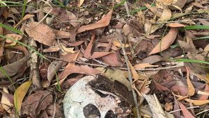 Crânio é encontrado na área Itaqui-Bacanga