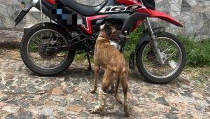 Foto: divulgação/ PC-MA