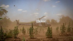 PF destrói 29 mil pés de maconha em Grajaú