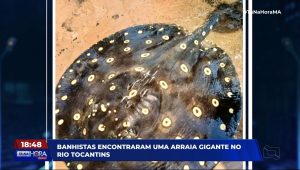 ITZ: banhistas encontram arraia gigante no Rio Tocantins