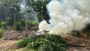 Operação destrói 4,5 mil pés de maconha em Centro Novo e Centro do Guilherme no MA