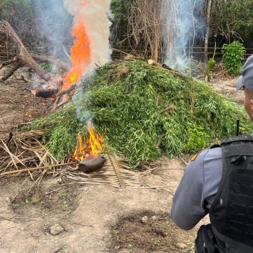 Polícia incinera plantação de mais de 5 mil pés de maconha em Santa Helena