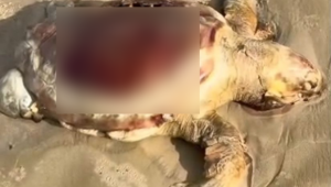 Vídeo: tartaruga marinha é encontrada morta na Praia da Ponta do Farol, em São Luís