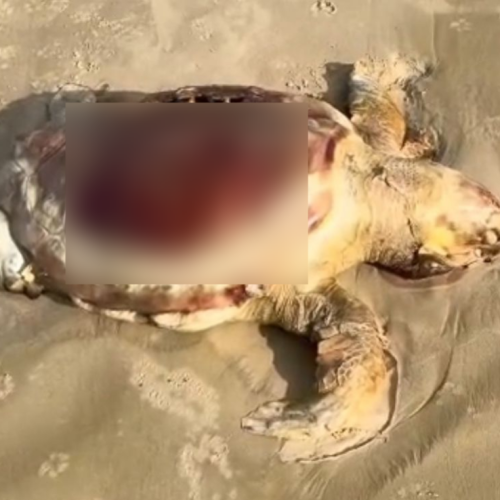 Vídeo: tartaruga marinha é encontrada morta na Praia da Ponta do Farol, em São Luís