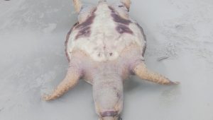 Tartaruga marinha é encontrada morta em praia da Grande São Luís; caso é segundo em menos de uma semana