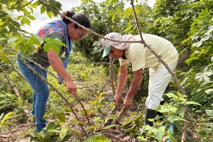 Crédito da agricultura familiar cresce 12% no Maranhão e ultrapassa R$ 1,2 bilhão em 2025