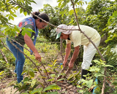 Crédito da agricultura familiar cresce 12% no Maranhão e ultrapassa R$ 1,2 bilhão em 2025