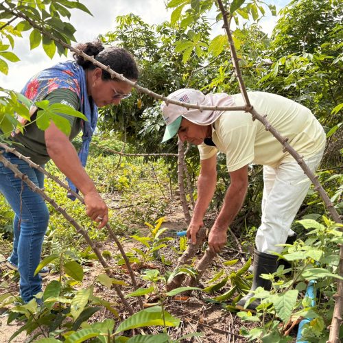 Crédito da agricultura familiar cresce 12% no Maranhão e ultrapassa R$ 1,2 bilhão em 2025